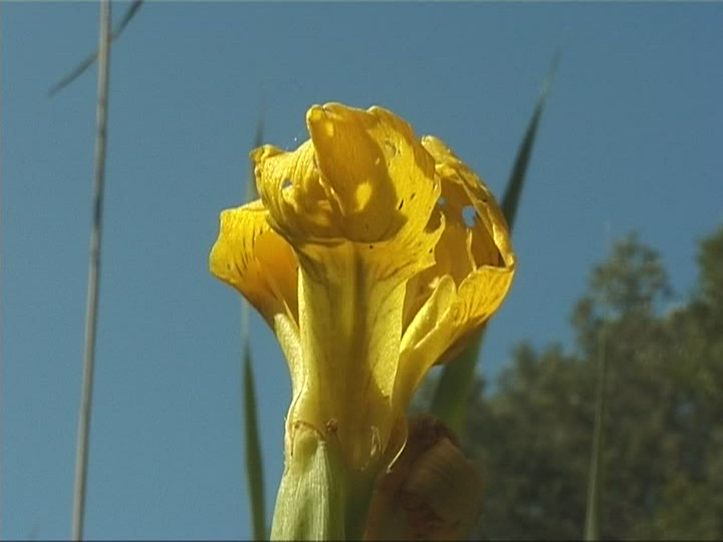 206746987 / Flower / Marsh Plant / Europe