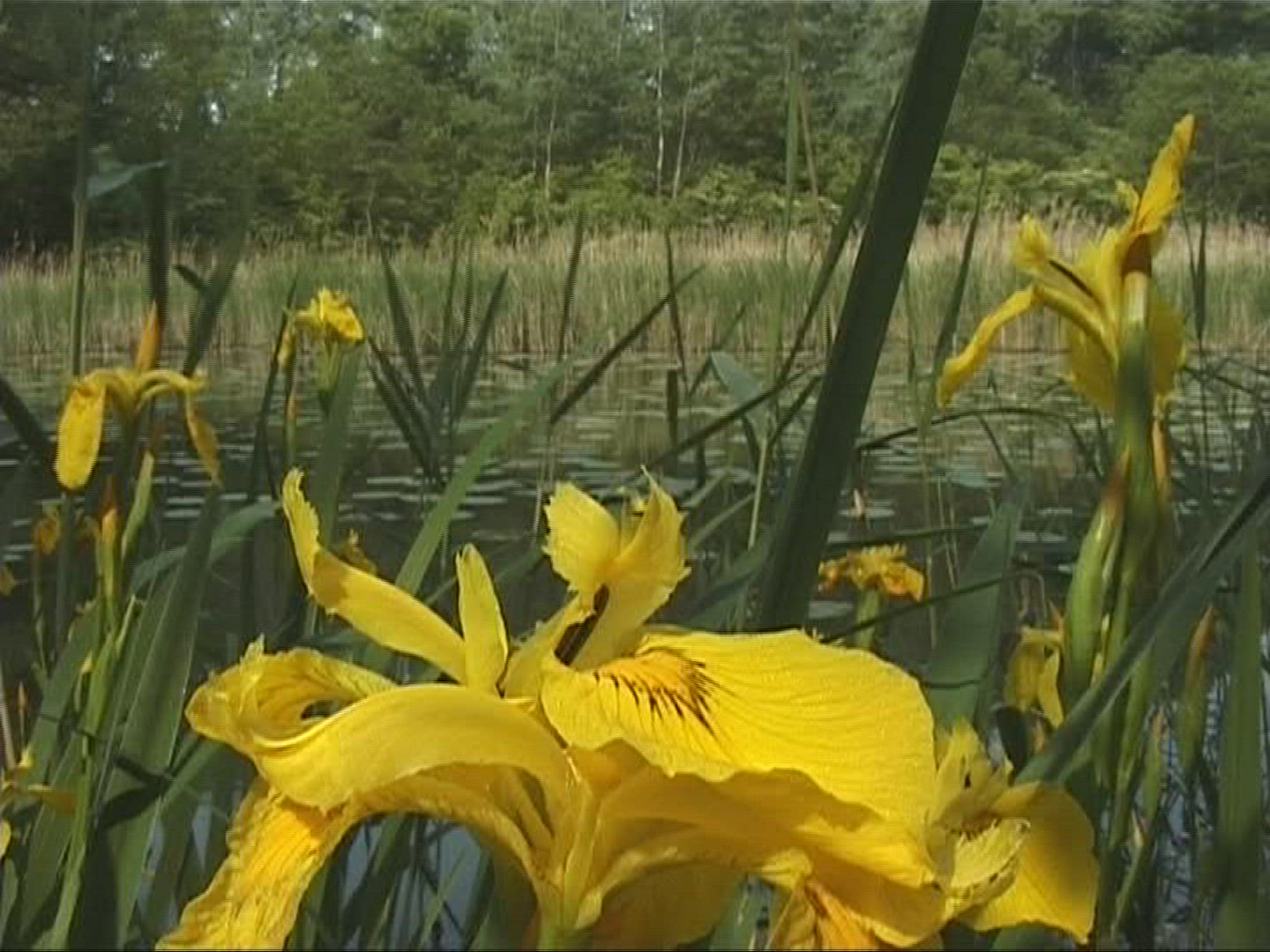 818482565 / Flower / Marsh Plant / Europe
