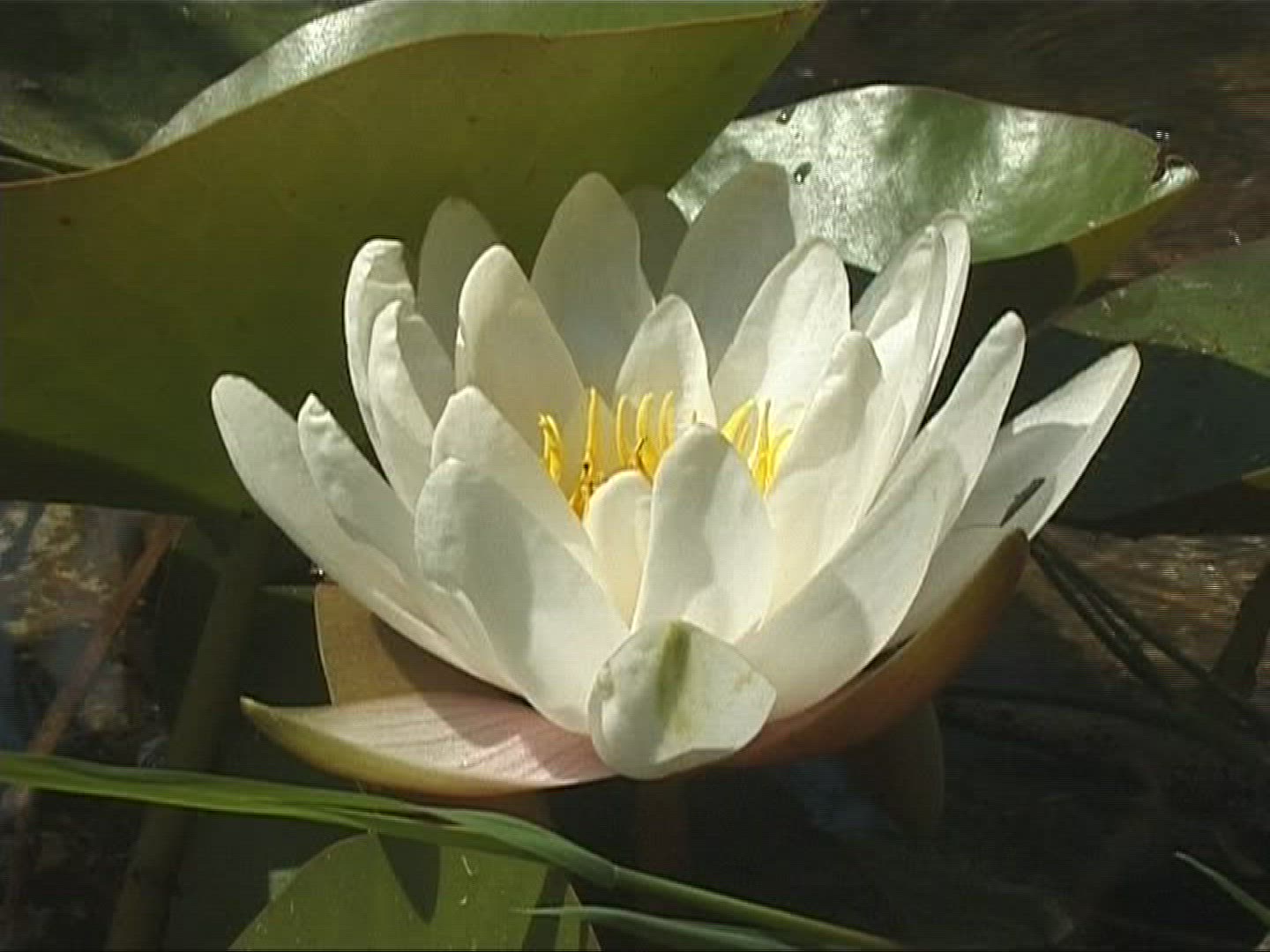 638503095 / Flower / Marsh Plant / Europe
