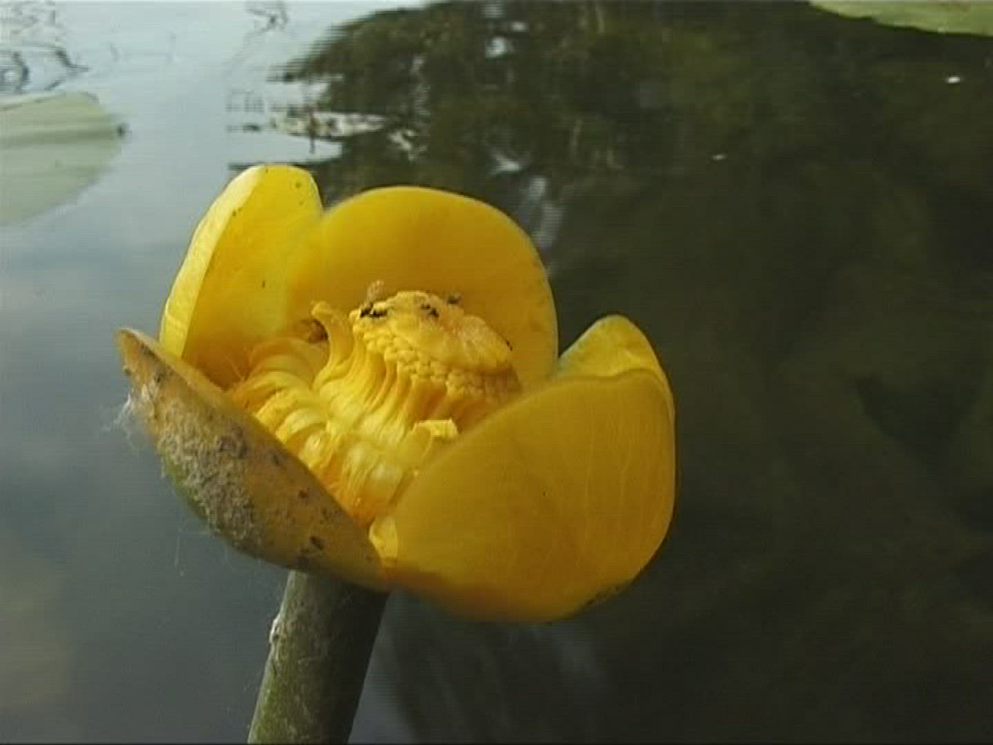 732987688 / Flower / Marsh Plant / Europe