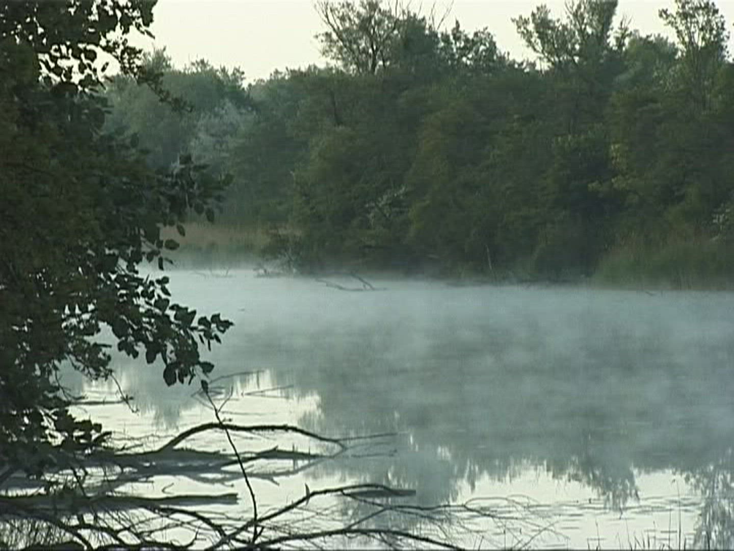 239099142 / Lowland Forest / Lake / Europe