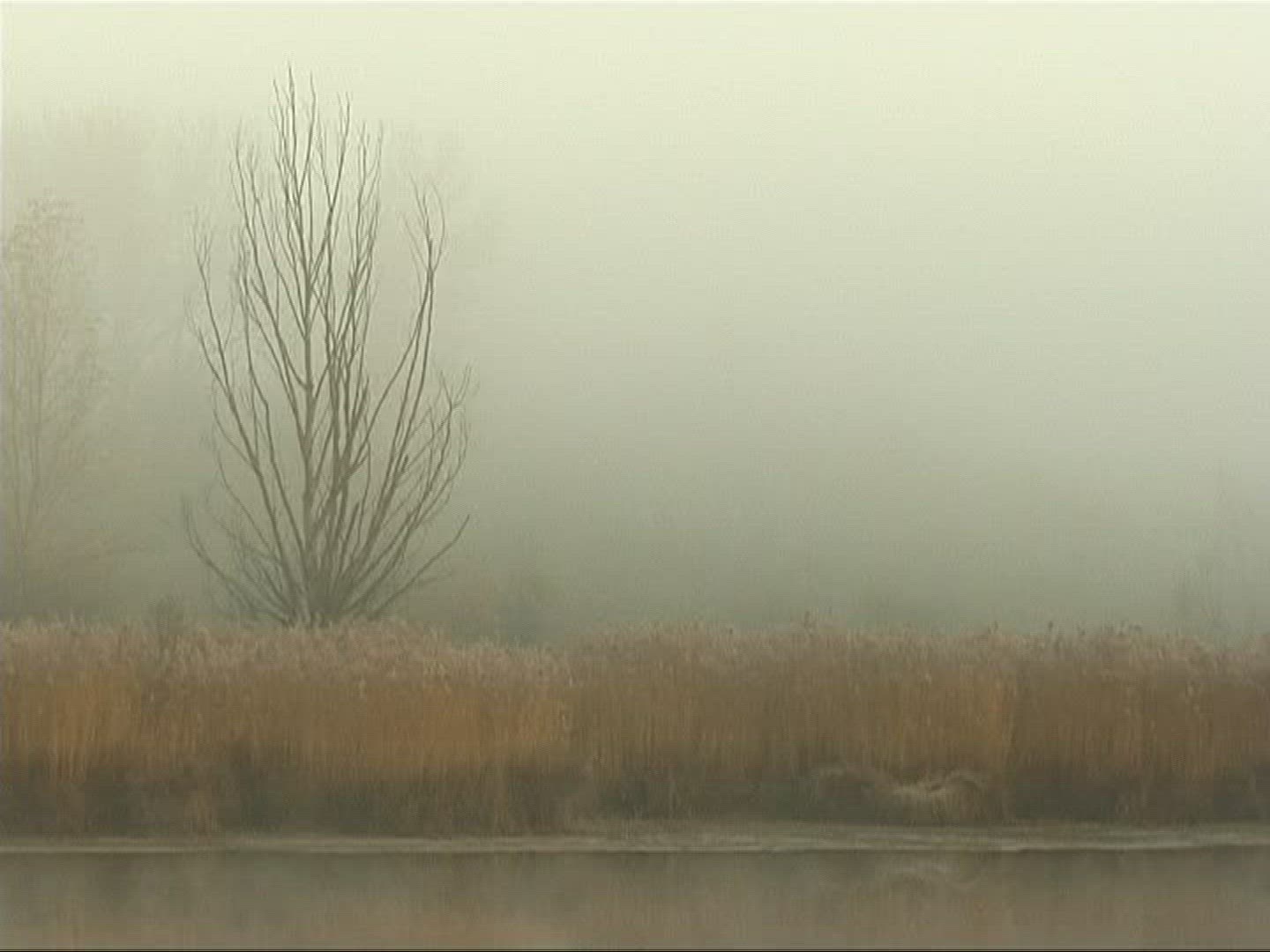 517776351 / Lowland Forest / Lake / Europe