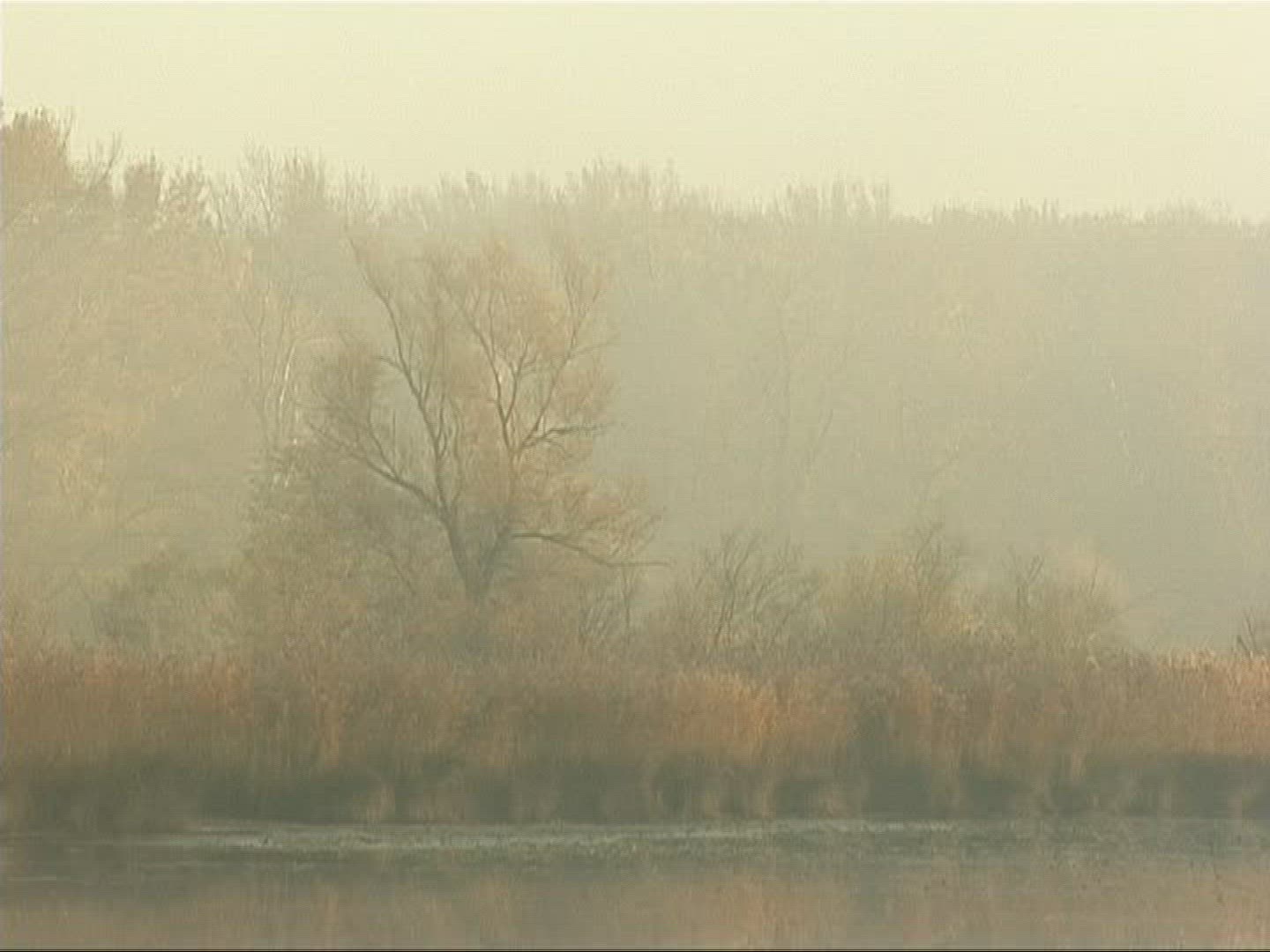 517459518 / Lowland Forest / Lake / Europe