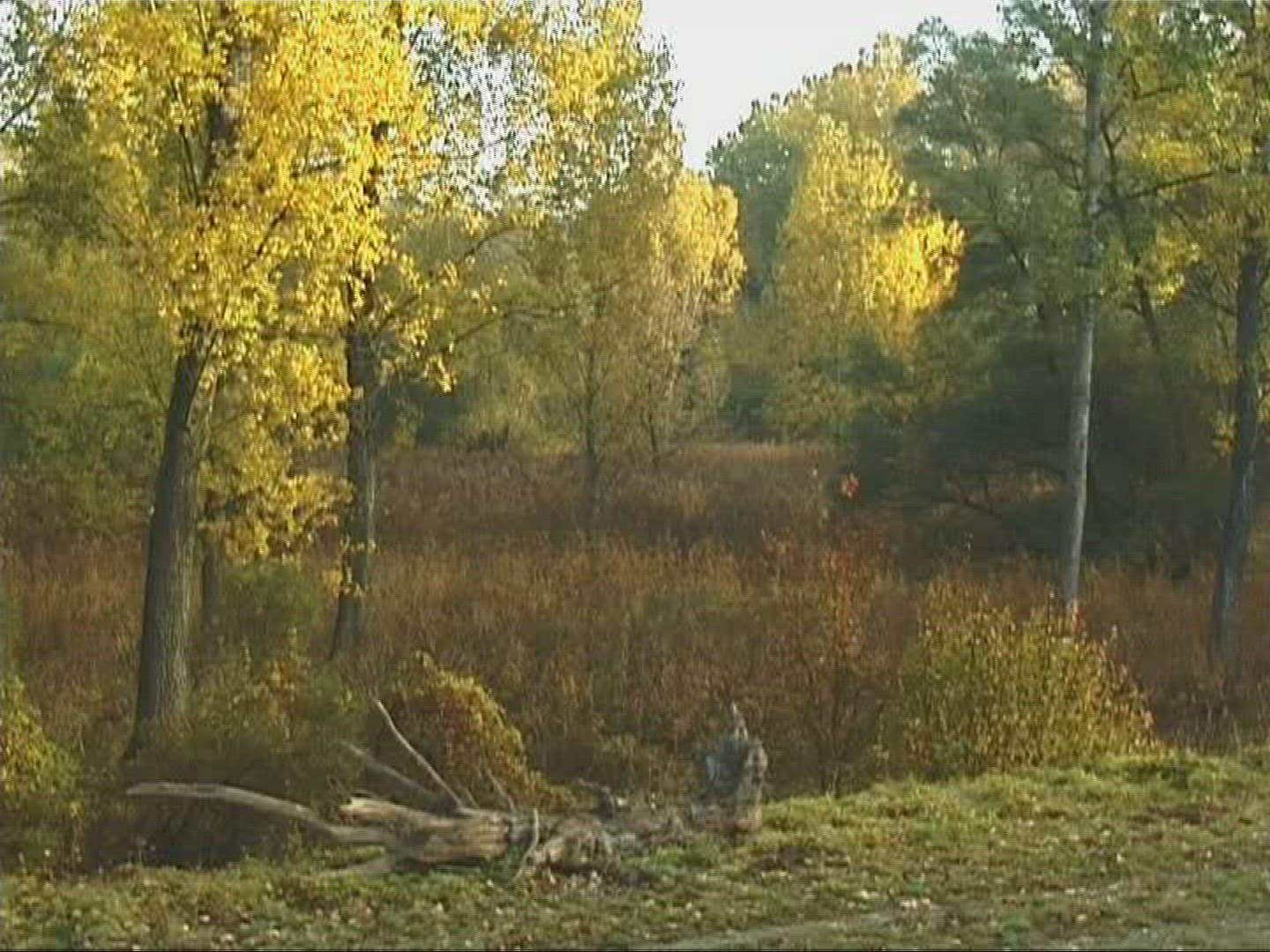 463819937 / Lowland Forest / Lake / Europe