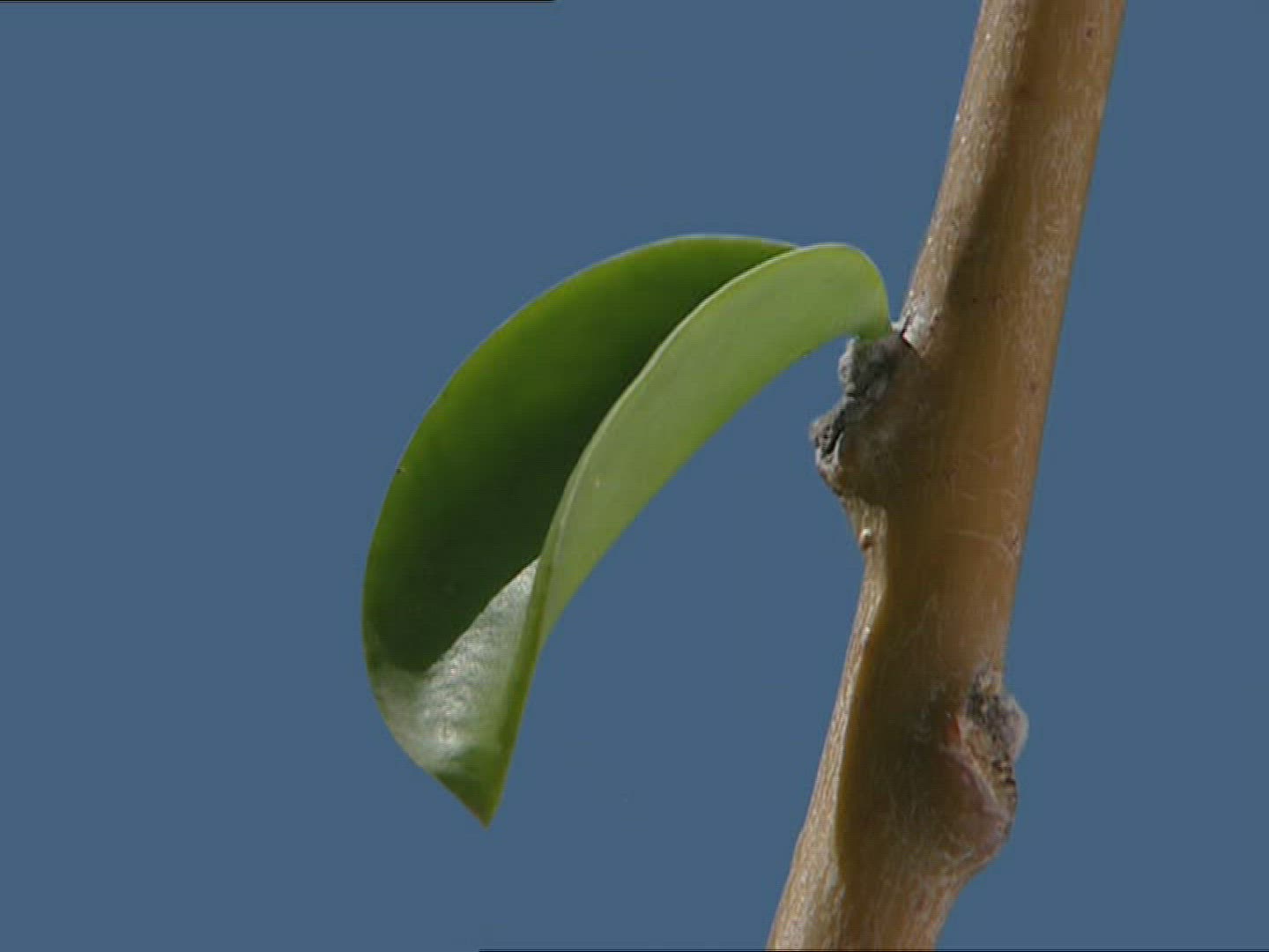 787489033 / Plant / Computer Animation