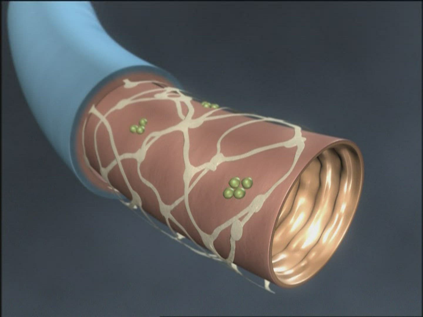 102630919 / Digestion / Intestine / Computer Animation