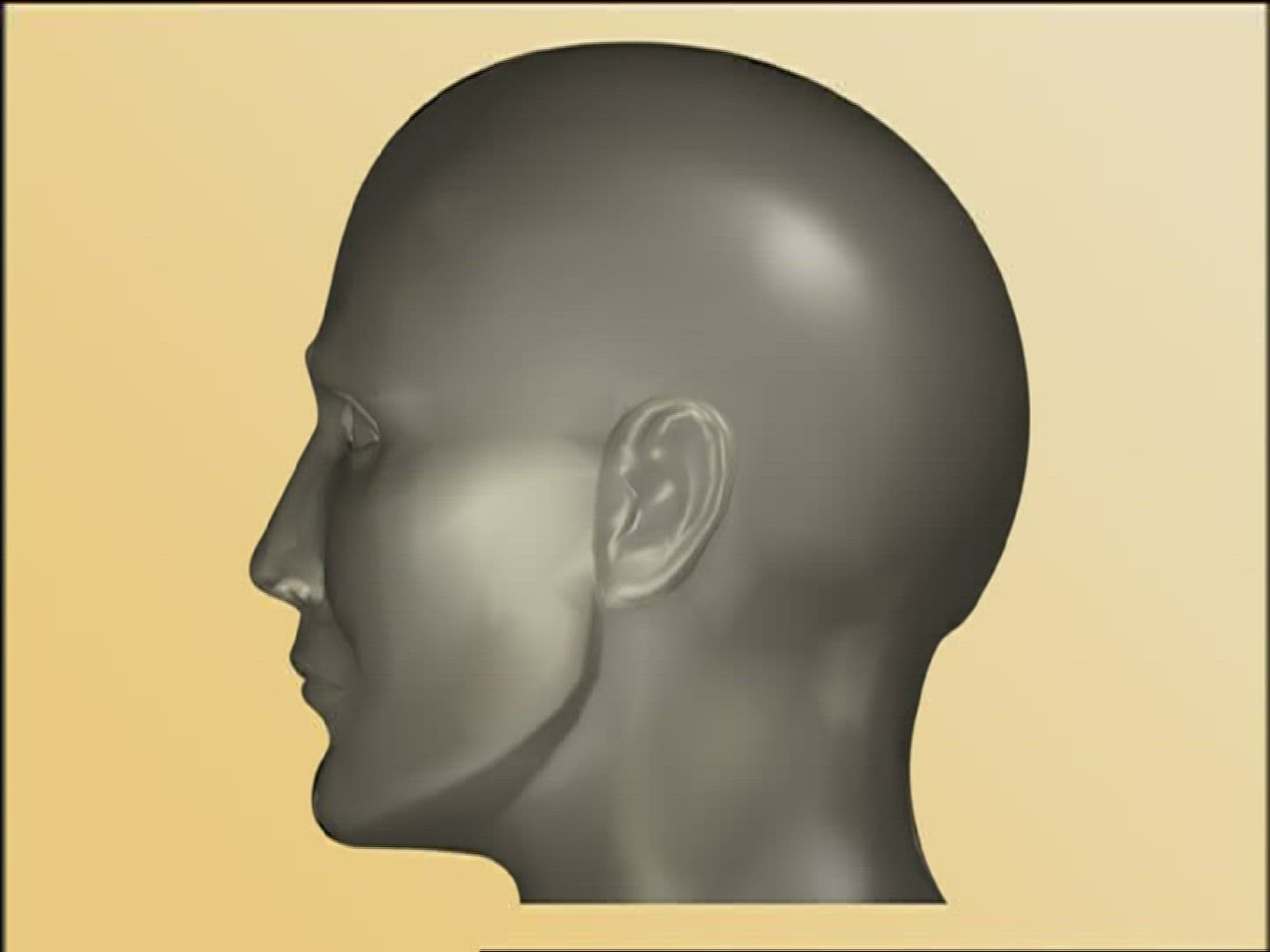 474152790 / Salivary Gland / Head / Computer Animation