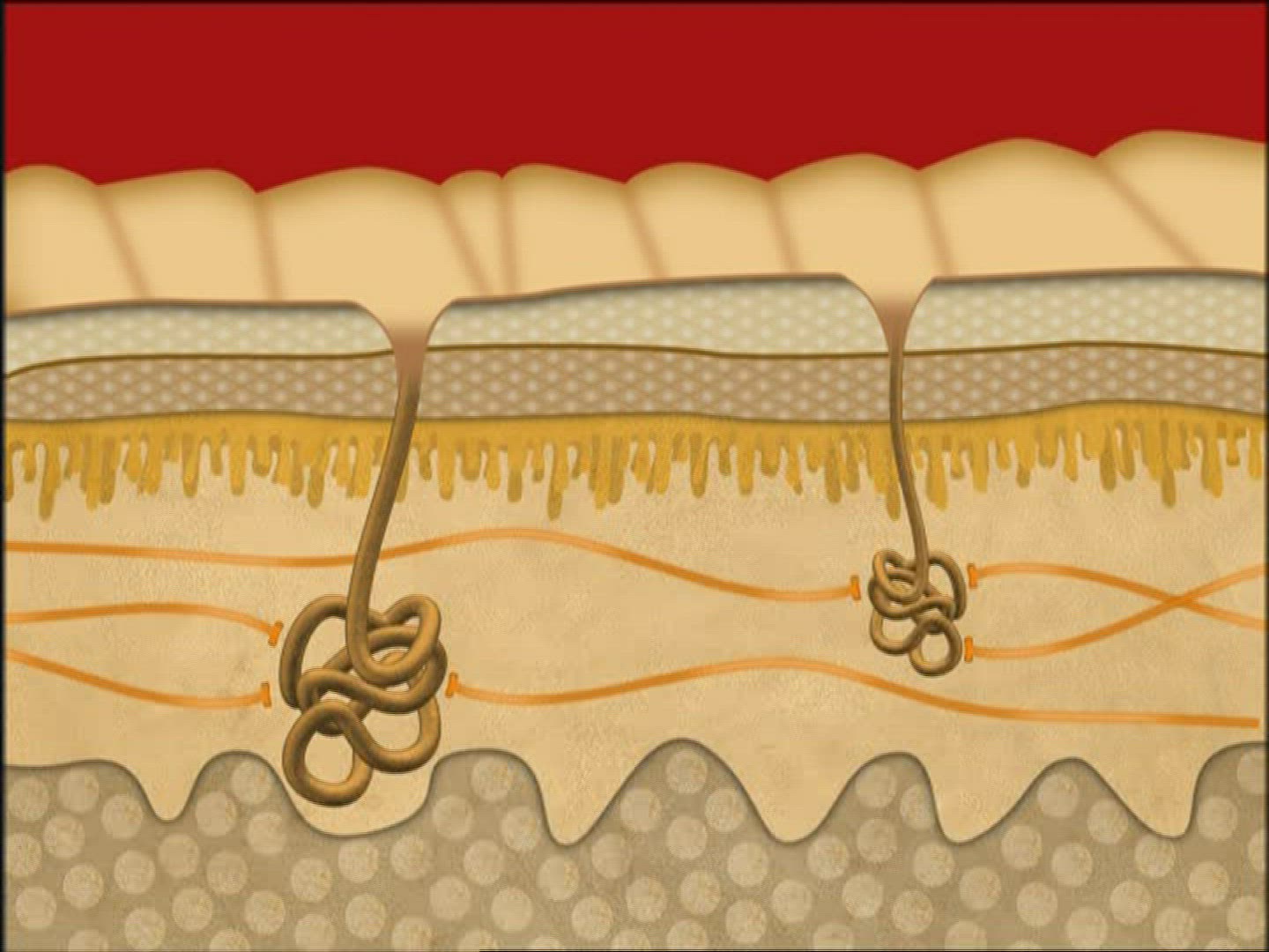153595569 / Perspiratory Gland / Sweat / Computer Animation