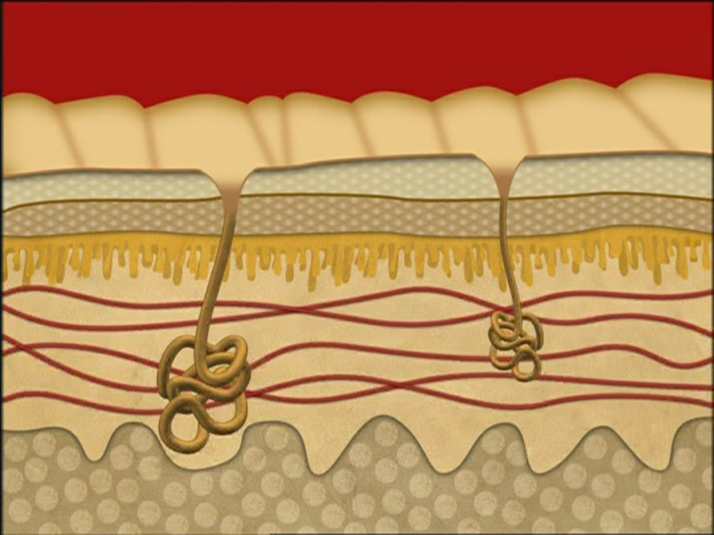 174899194 / Perspiratory Gland / Sweat / Computer Animation