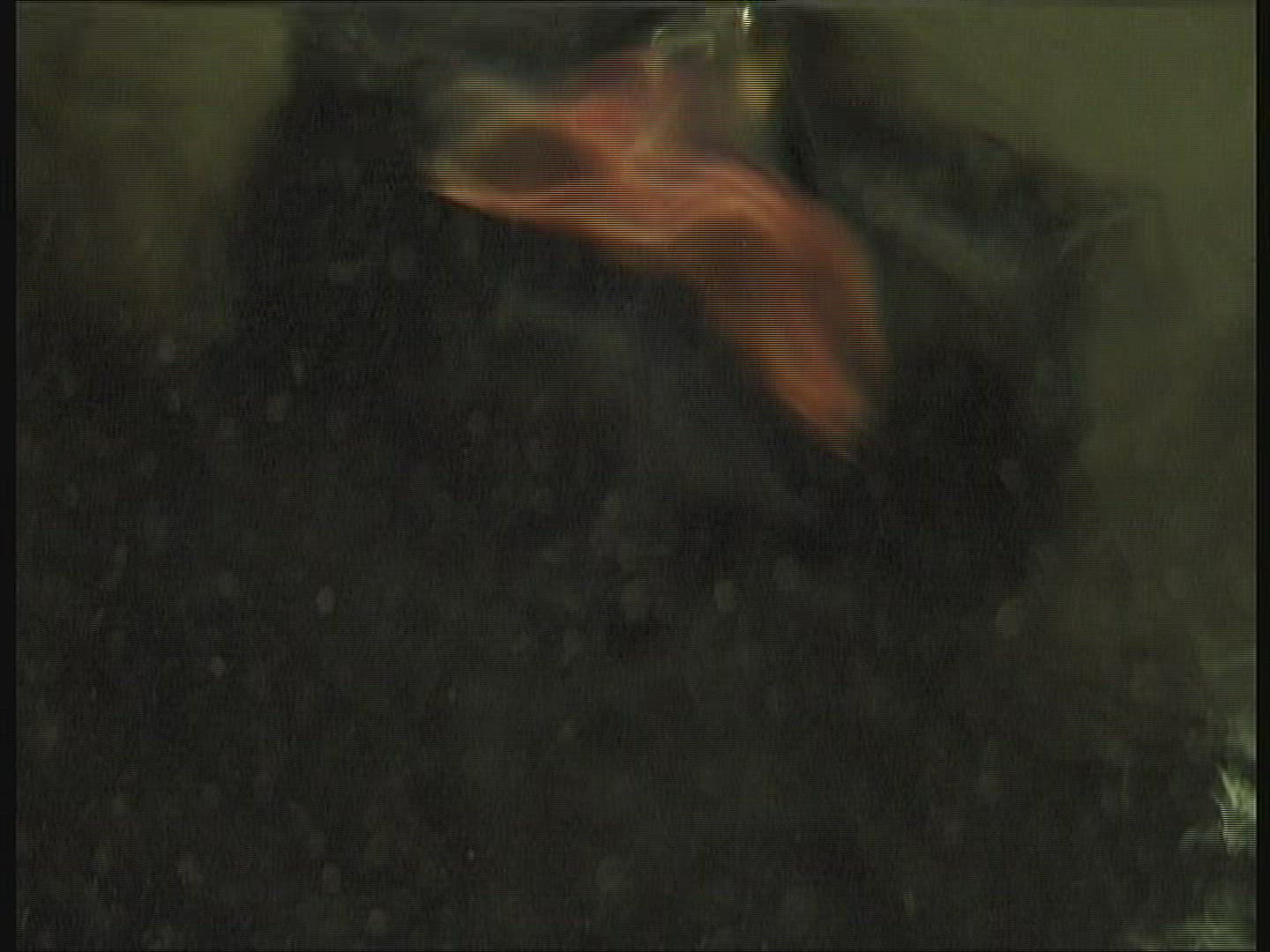 837835232 / Apnoe Diving / Test