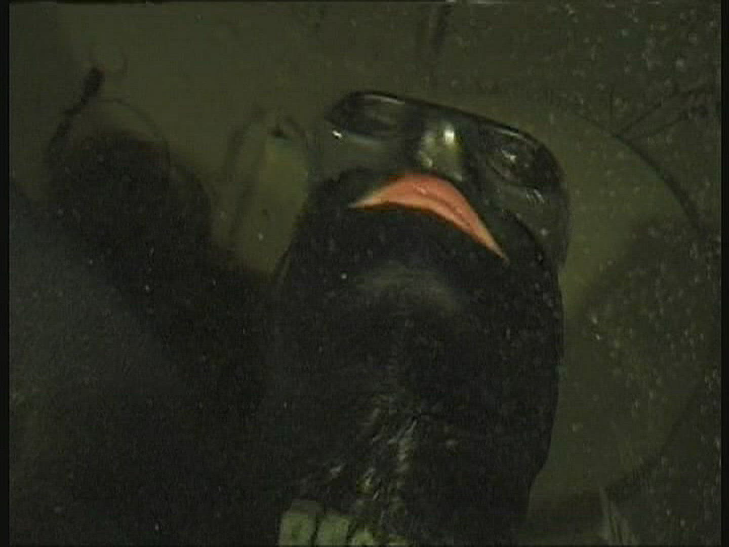 228635469 / Apnoe Diving / Test