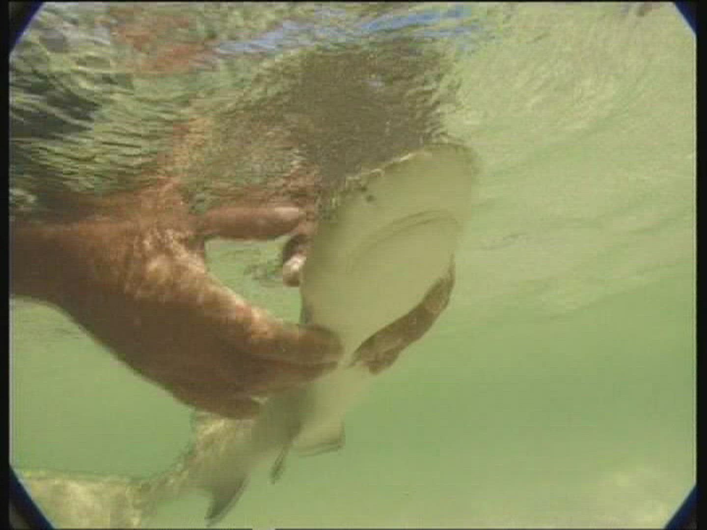 521305191 / Shark / Basin / Animal Observation