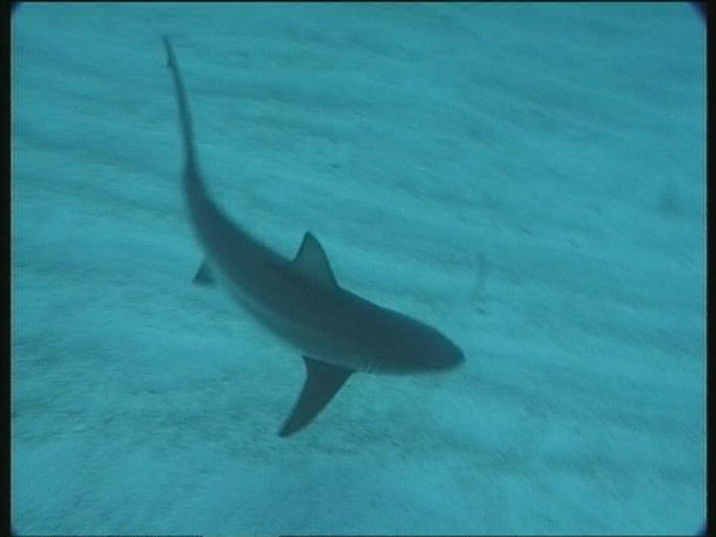 450006608 / Grey Reef Shark / Animal Observation