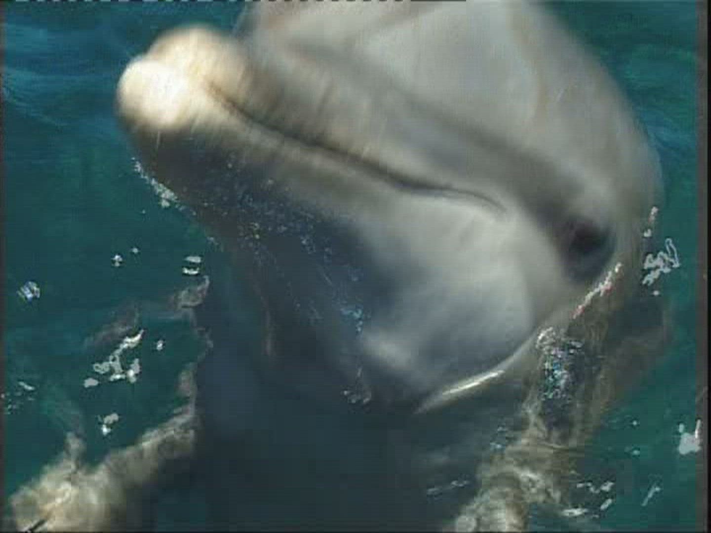 892402543 / Dolphin / Sea / Honduras 892402543 / Dolphin / Sea / Honduras