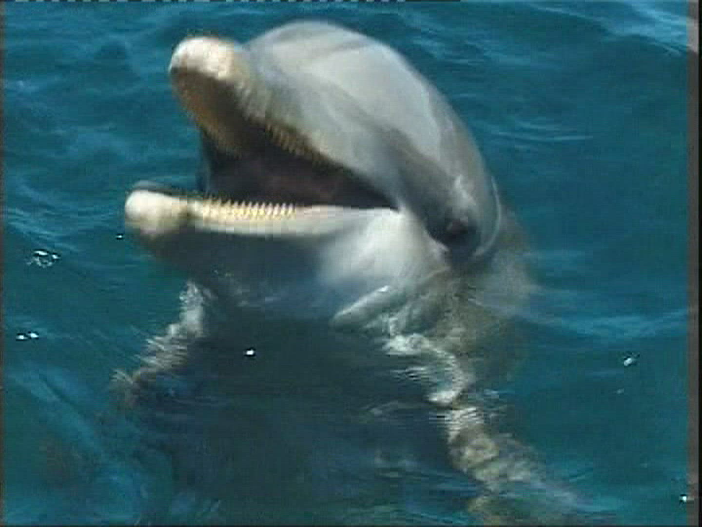 170469454 / Dolphin / Sea / Honduras 170469454 / Dolphin / Sea / Honduras