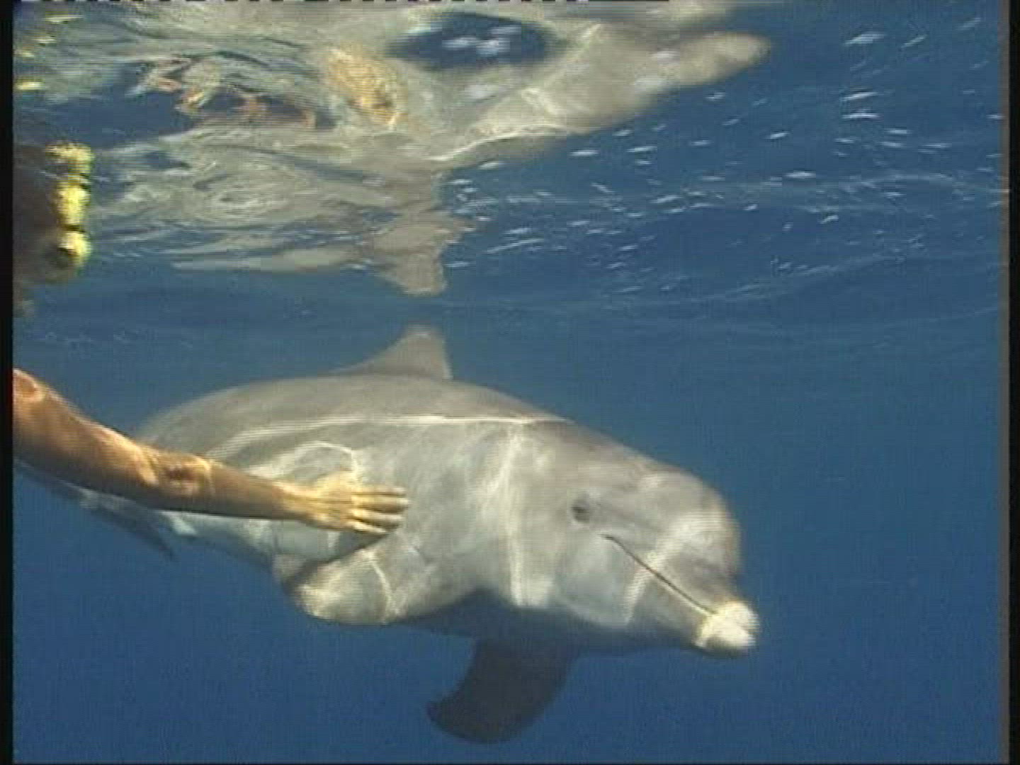 534845778 / Dolphin / Sea / Honduras