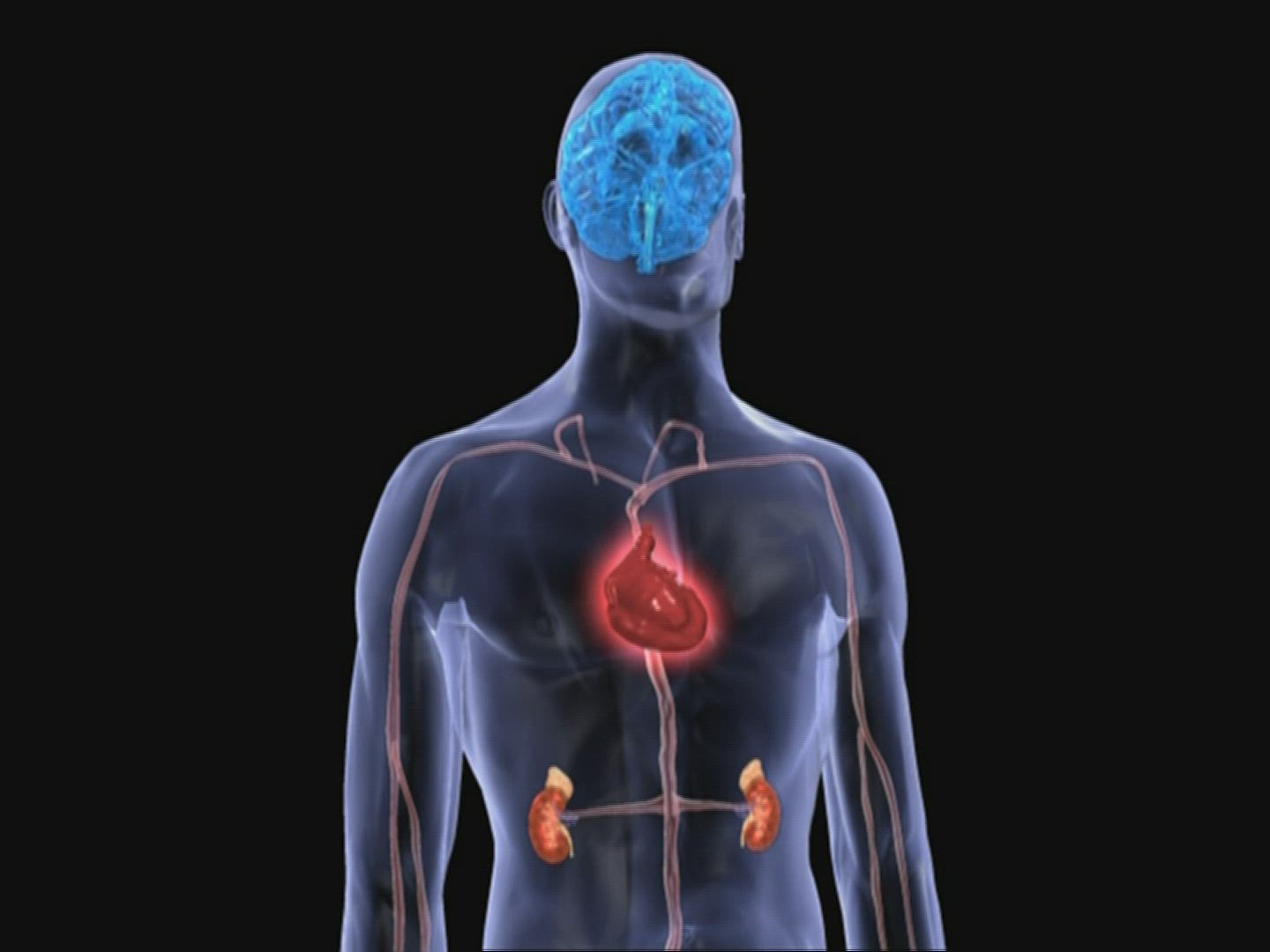 689682125 / Body / Computer Animation