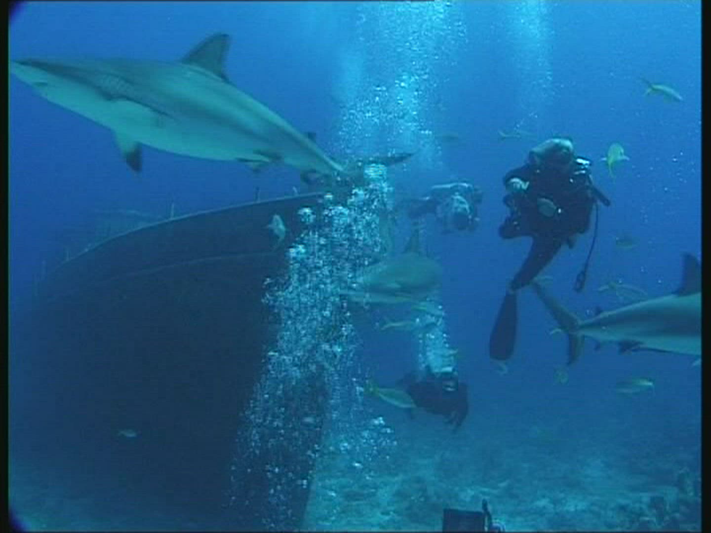 772818572 / People / Diving / Camera / The Bahamas