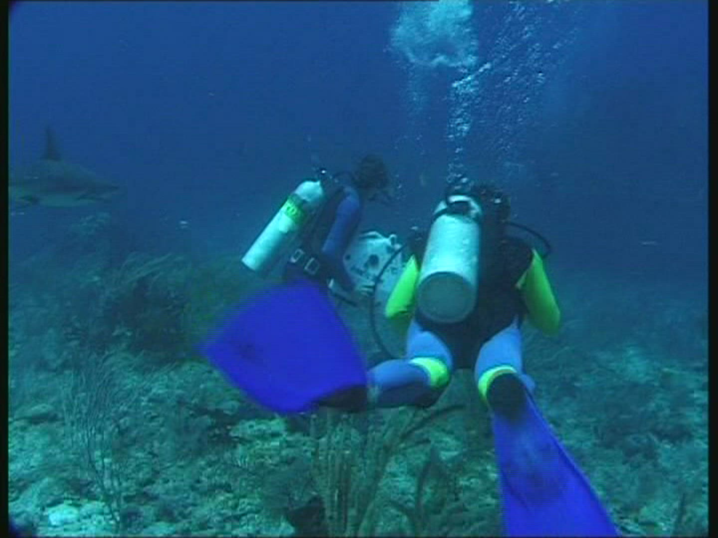 253387867 / People / Diving / Camera / The Bahamas