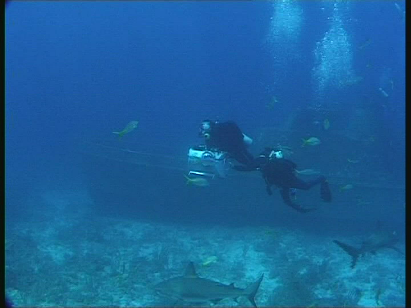 168637931 / People / Diving / Camera / The Bahamas