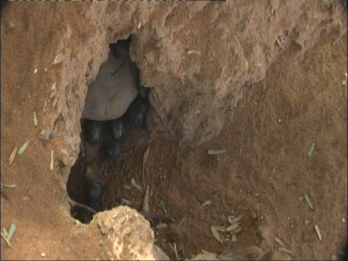 702518855 / Darkling Beetles / Desert / Namibia