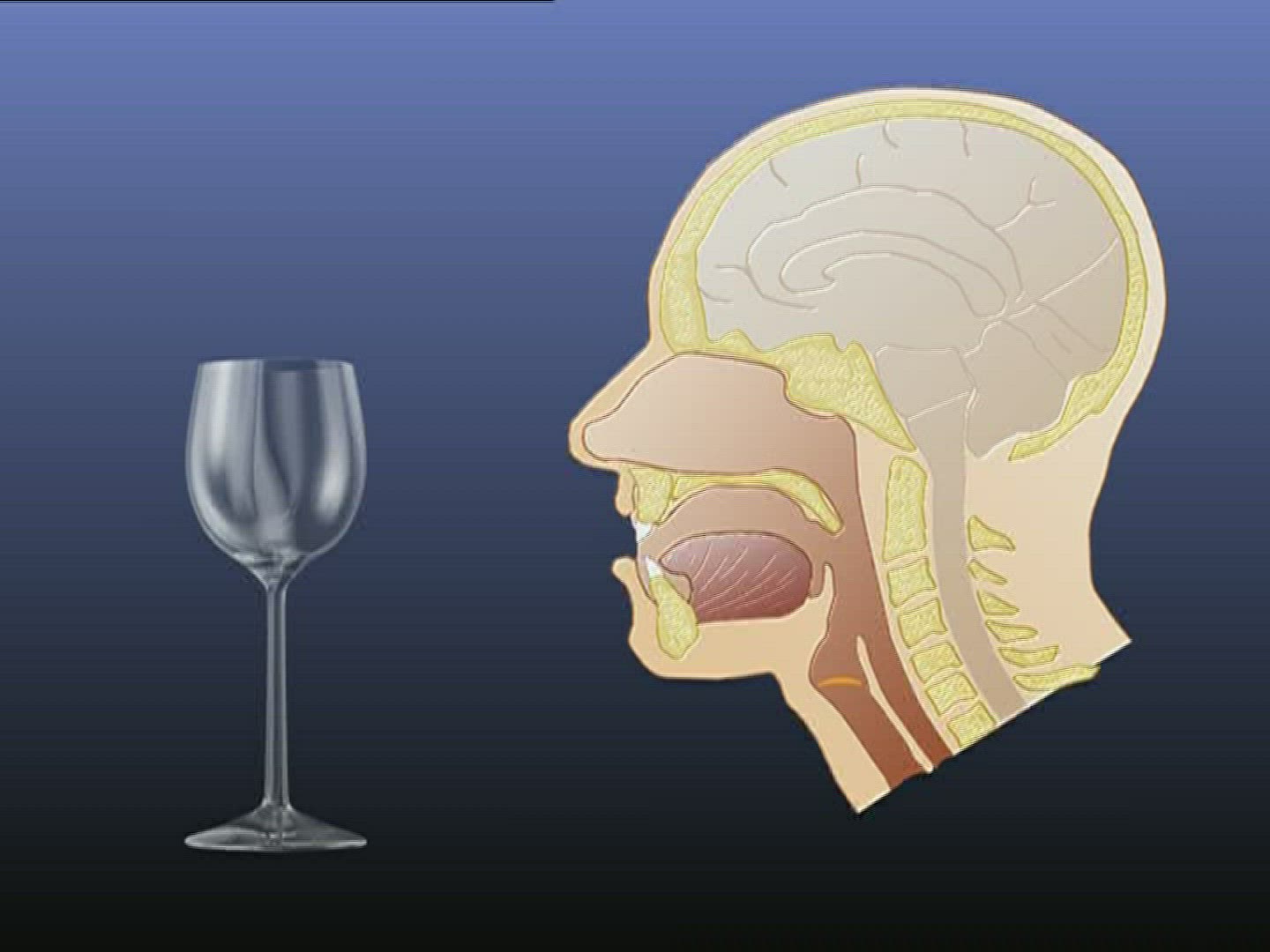 580457649 / Head / Wine Glass / Computer Animation