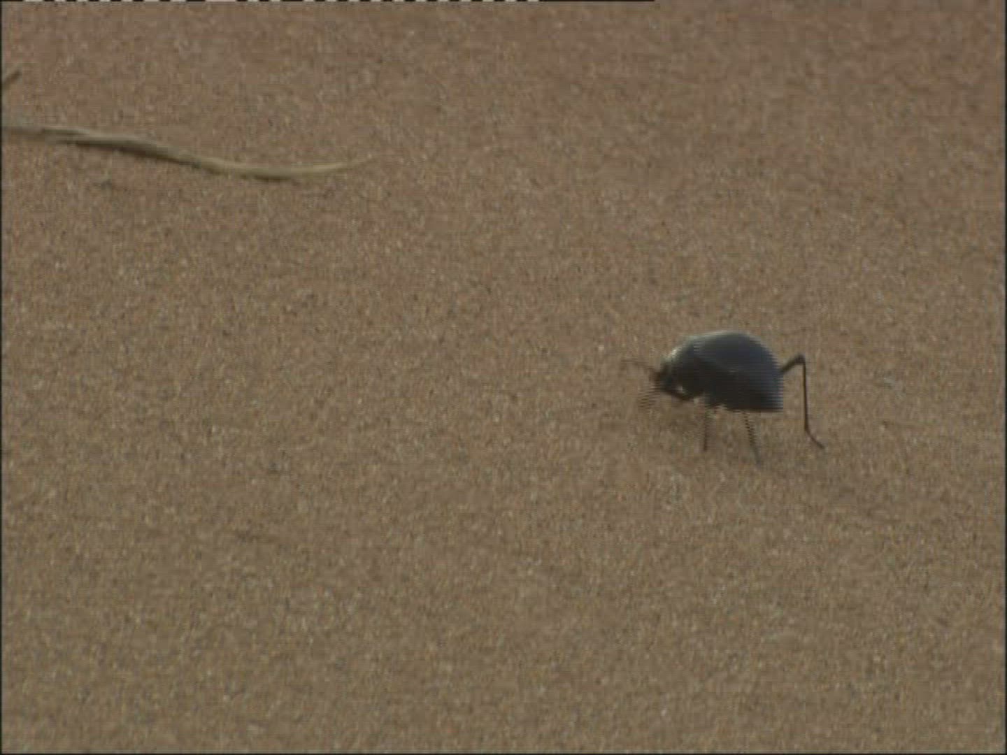 854693707 / Darkling Beetles / Desert / Namibia