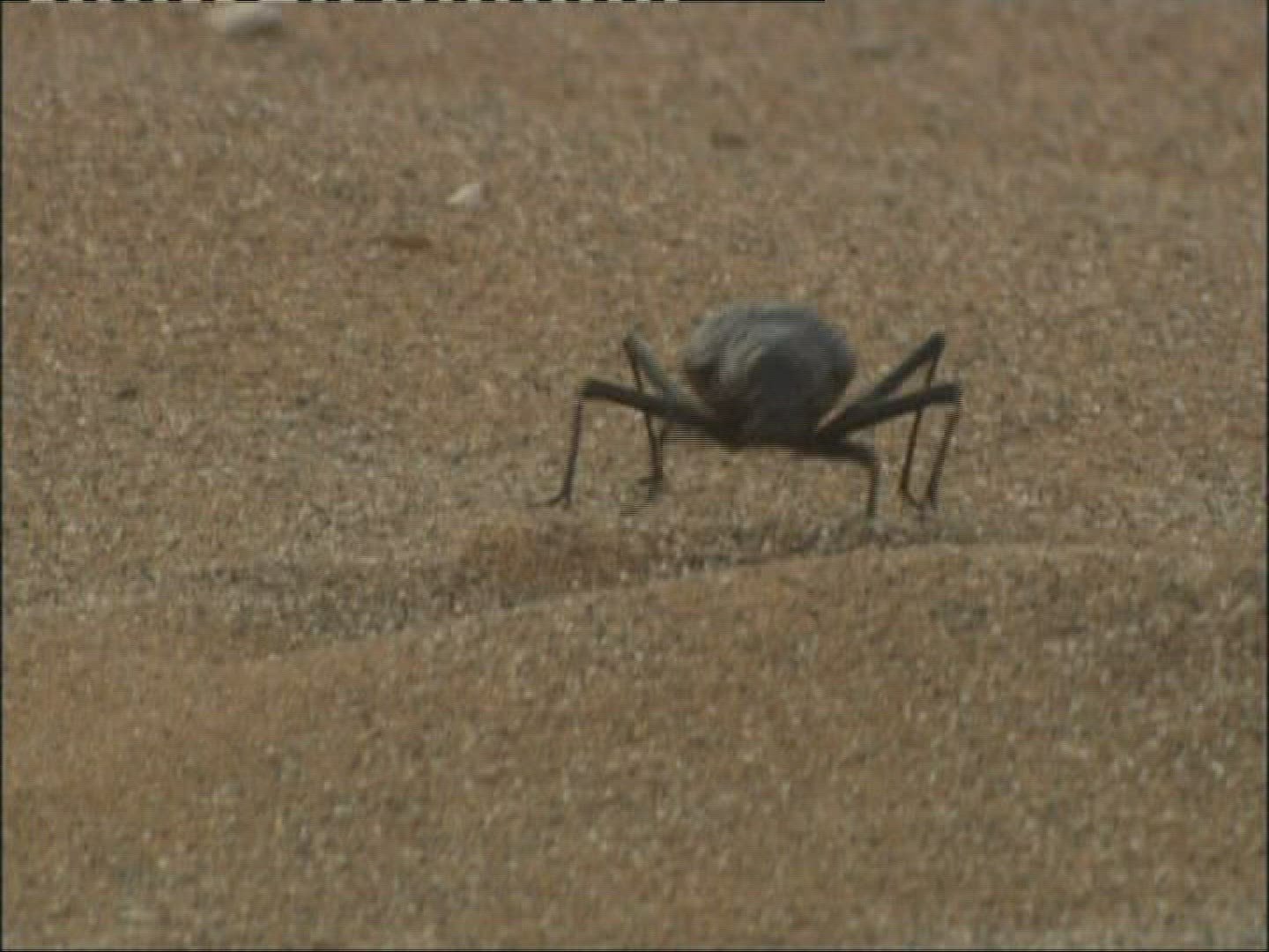 447816402 / Darkling Beetles / Desert / Namibia