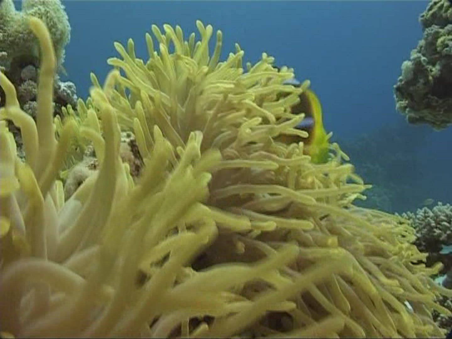 317954176 / Amphiprioninae / Sea Anemone / Red Sea