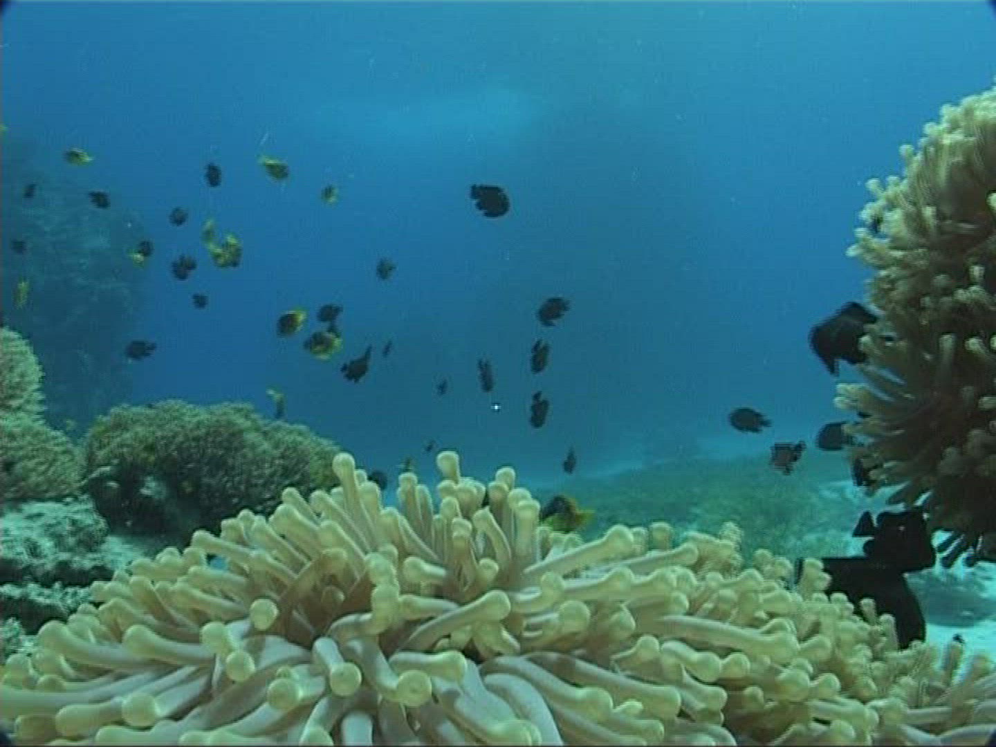 637937492 / Amphiprioninae / Sea Anemone / Red Sea