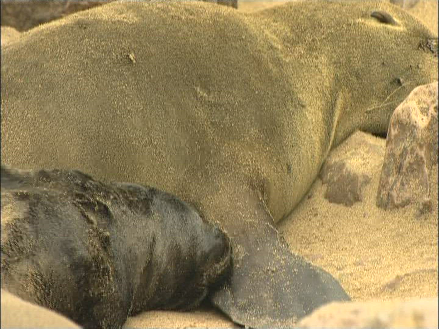 714088089 / Fur Seal / Cape Cross / Namibia