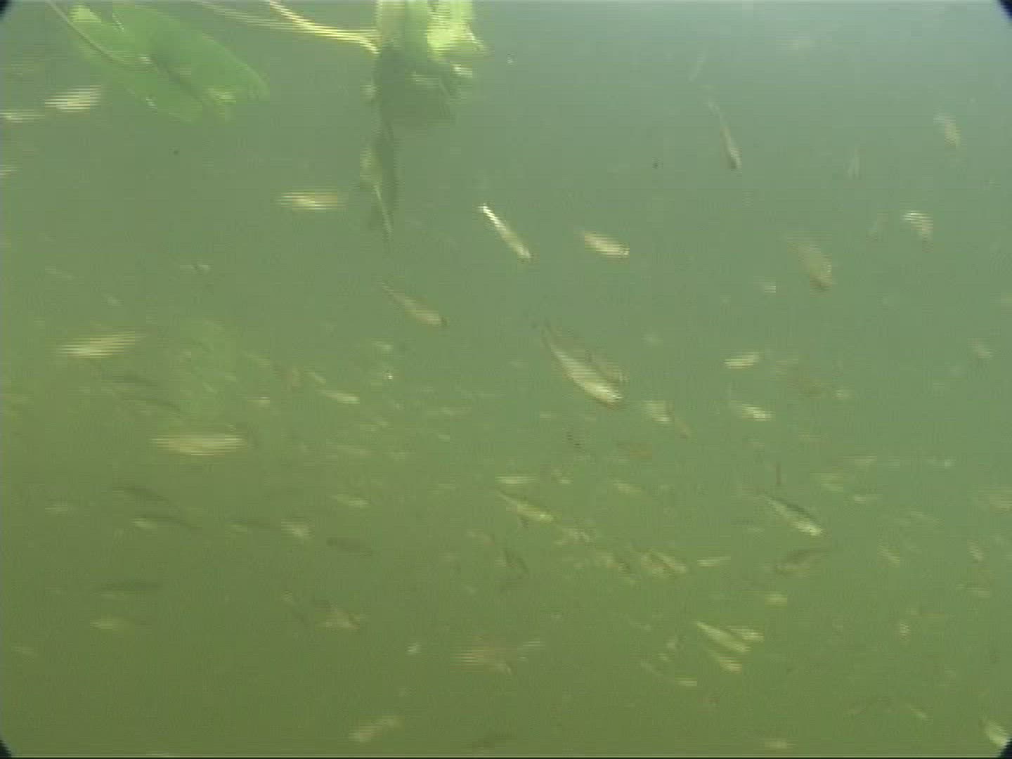 187117545 / School of Fish / Swamp Lake / Austria