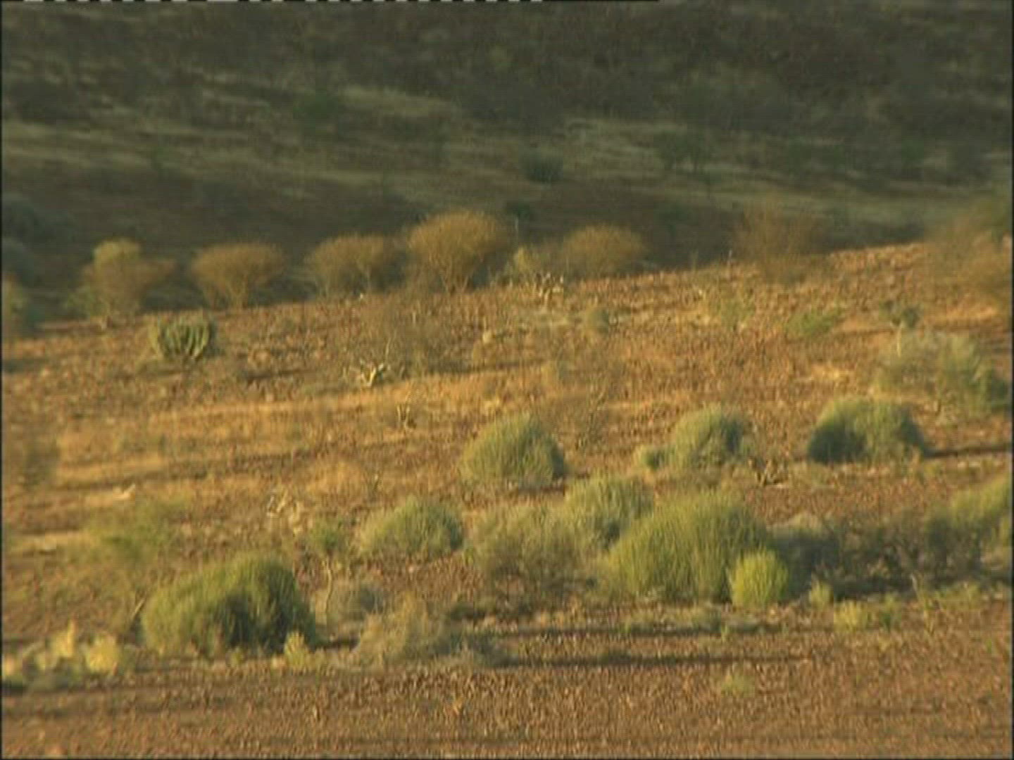168490889 / Semidesert / Namibia 168490889 / Semidesert / Namibia