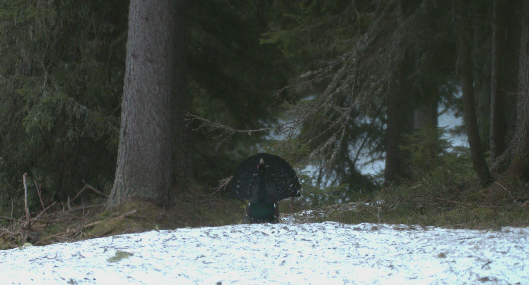 956734648 / Capercaillie / Courtship