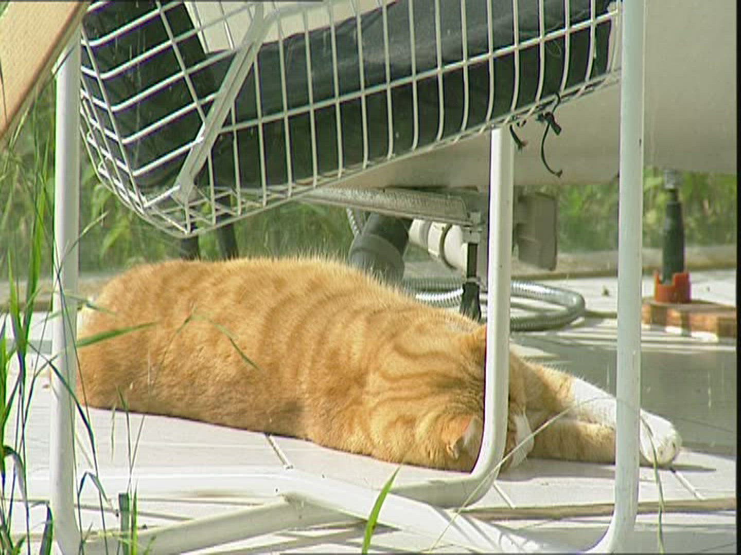 939174989 / Domestic Cat / Resting / Germany