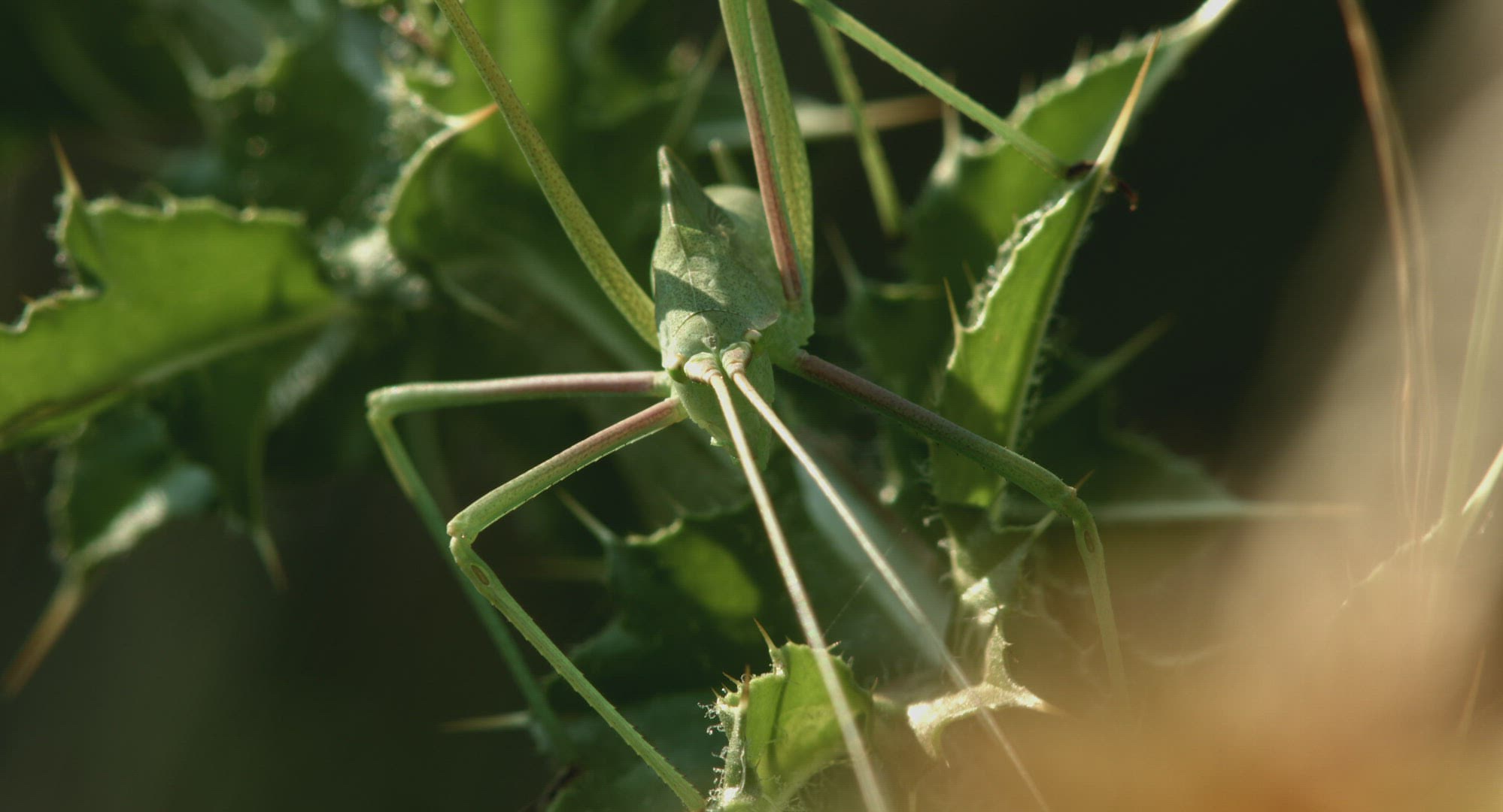 277513029 / Grasshopper / Camouflaging