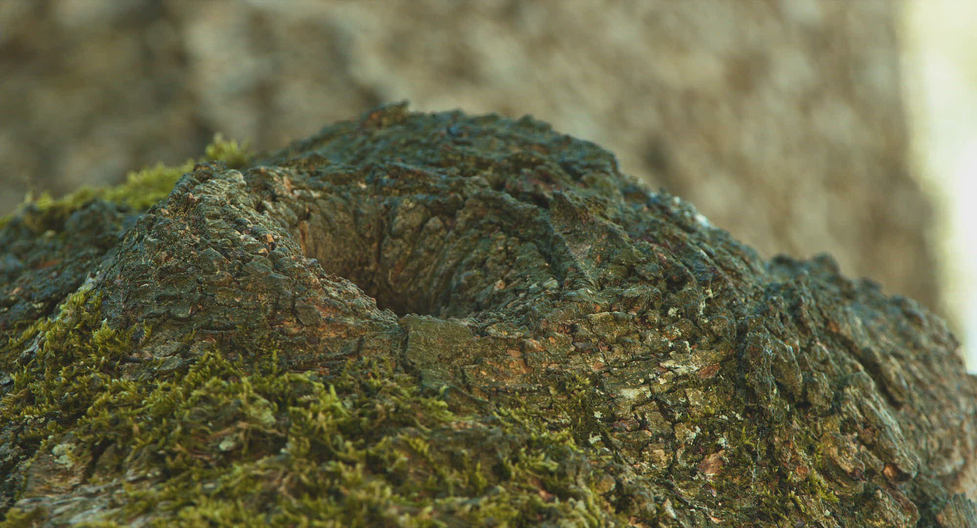 856325734 / Nuthatch / Den made in a Tree