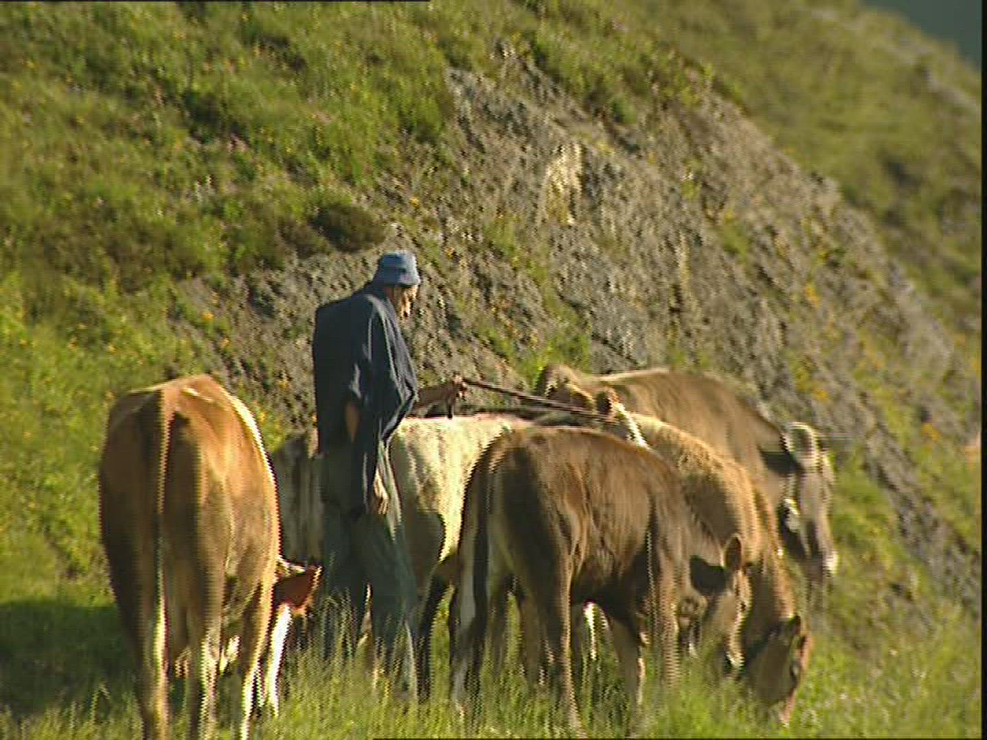 648446506 / Herder / Cow / Switzerland