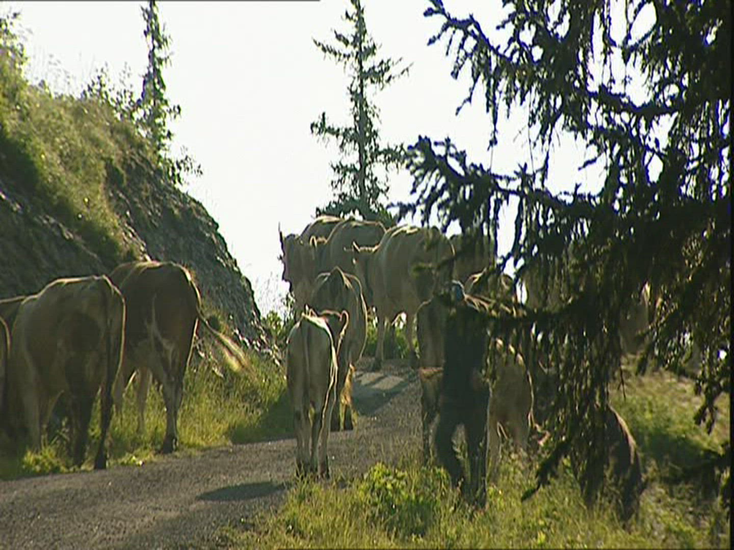 302422561 / Herder / Cow / Switzerland
