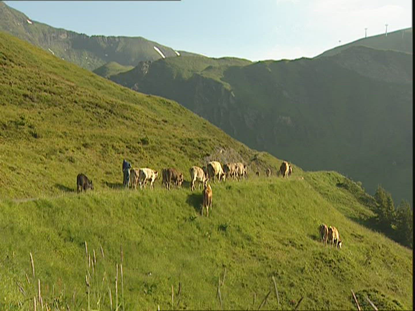 588916579 / Herder / Cow / Switzerland