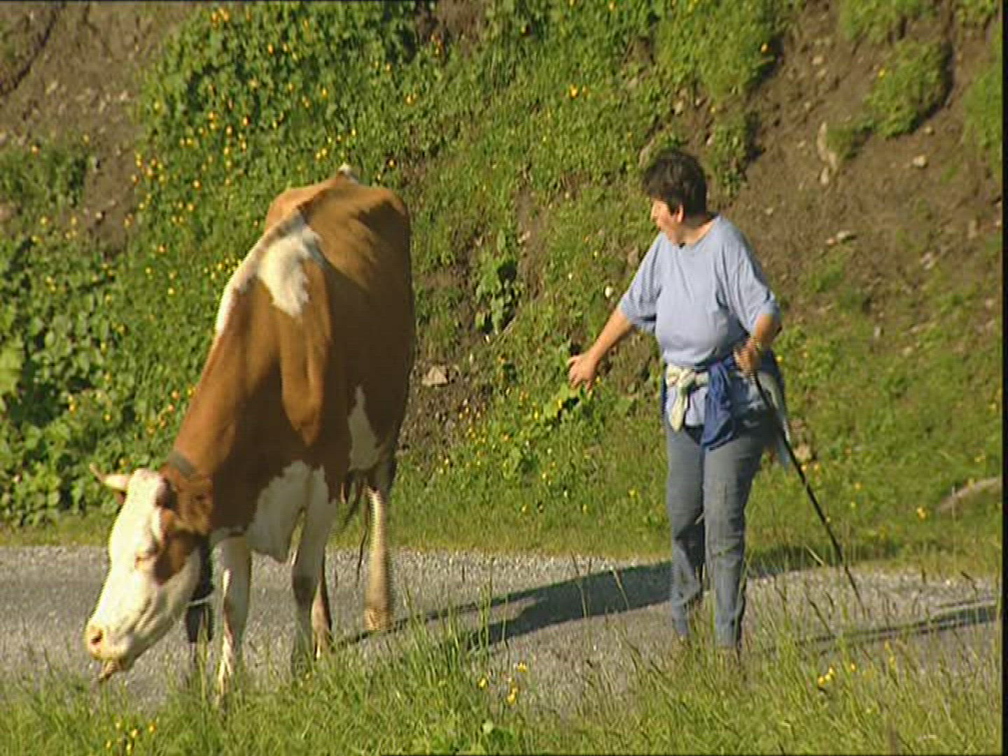 337272441 / Herder / Cow / Switzerland