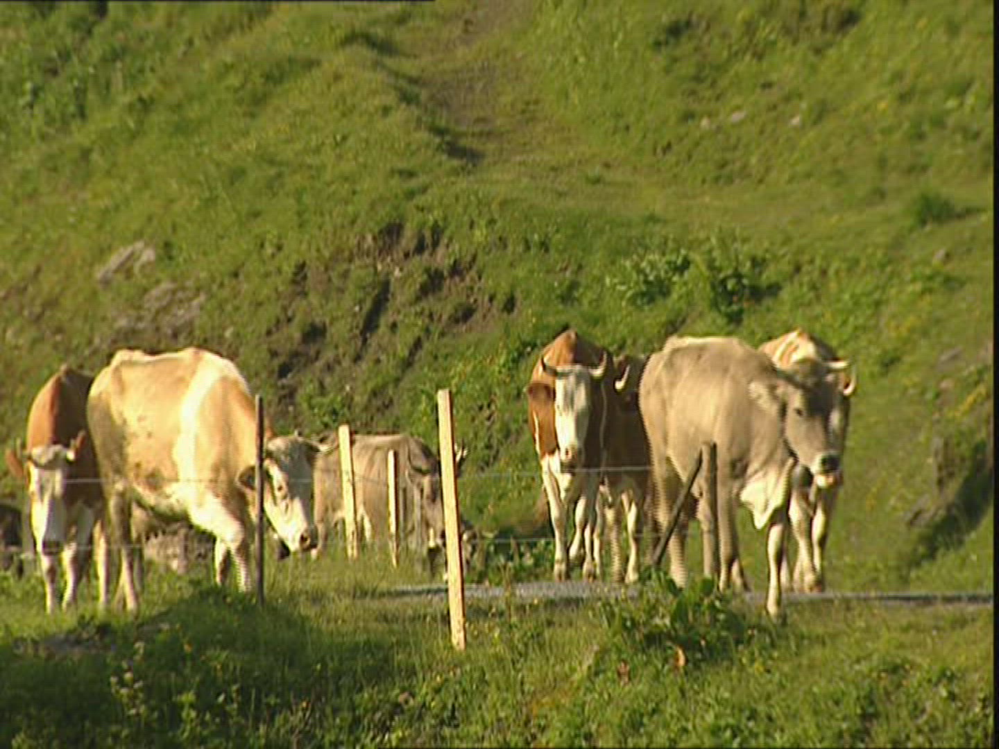 557347044 / Herder / Cow / Switzerland
