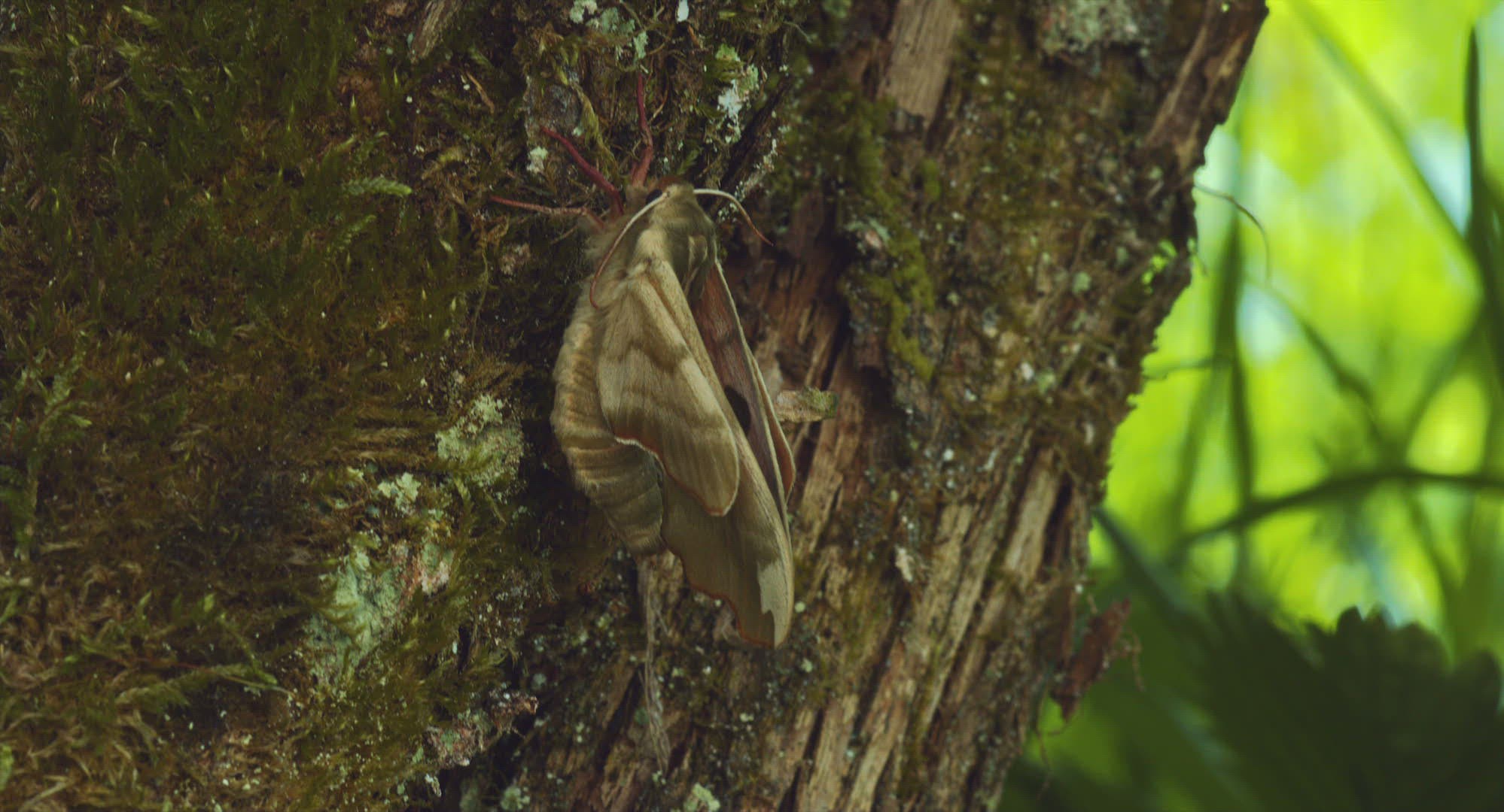 456508873 / Lime Hawk-moth / Camouflaging