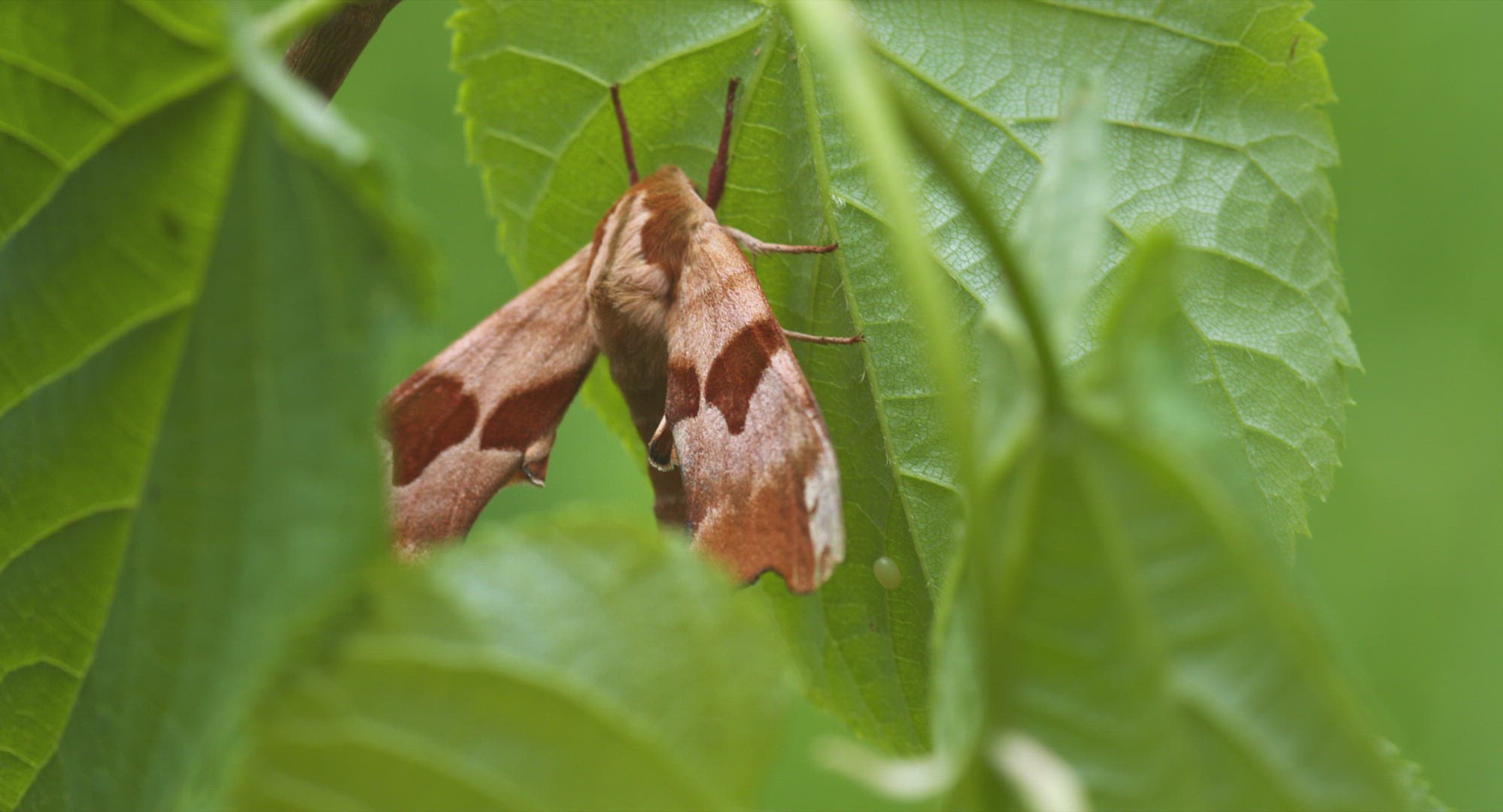 727768037 / Lime Hawk-moth / Resting
