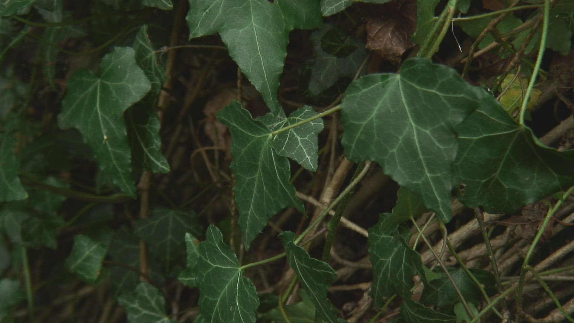 928200496 / Ivy / Germany