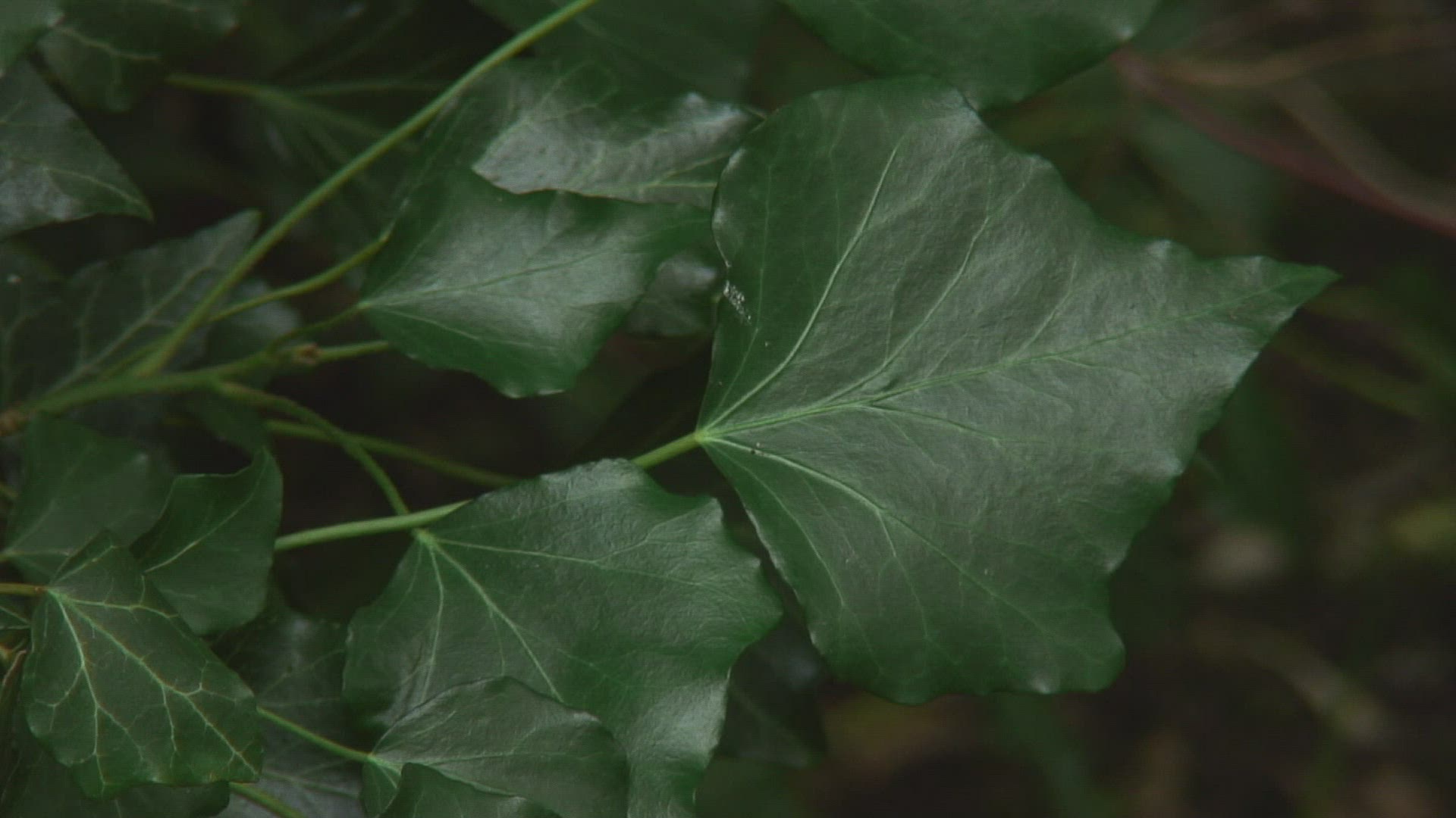 404261578 / Ivy / Germany