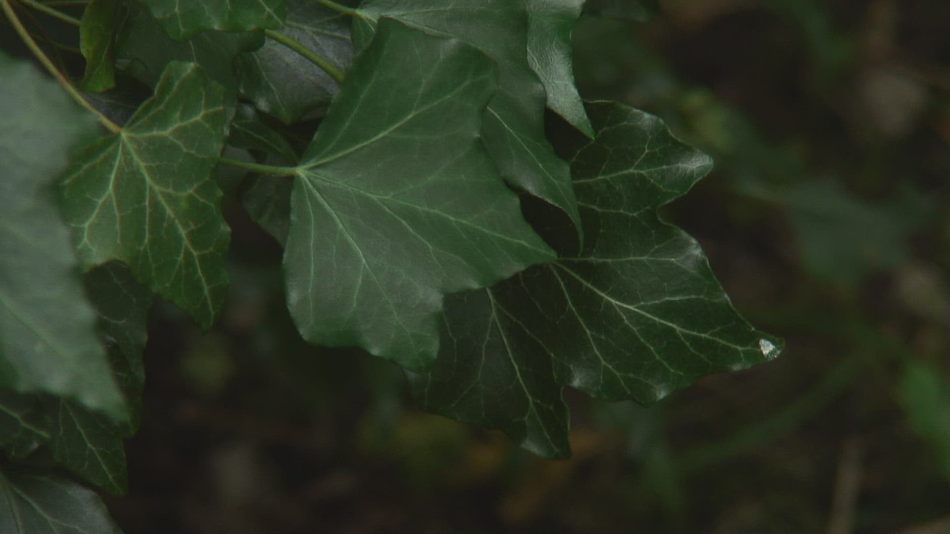 100014175 / Ivy / Germany
