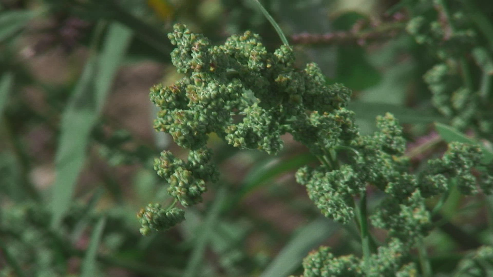 298994228 / Mugwort / Germany