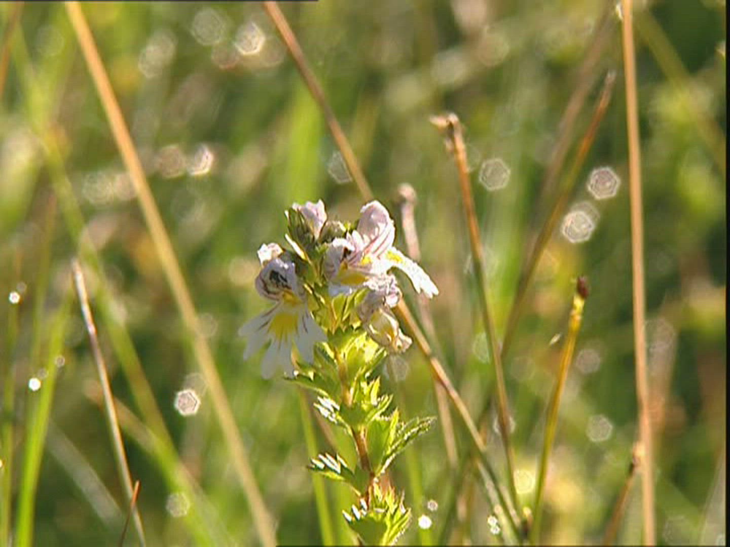 638296053 / Flower / Grass / Allgaeu / Germany