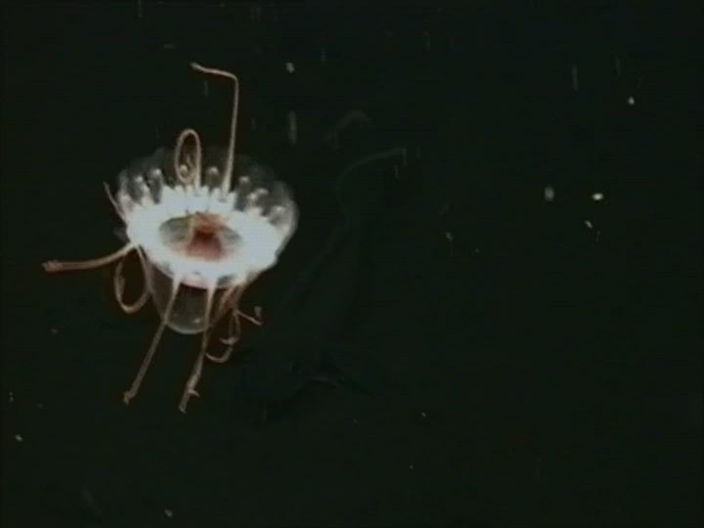 222877976 / Cnidarian / Underwater Shot